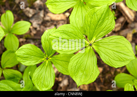 Paris quadrifolia, Herb (Paris), de la famille Melanthiaceae, poussant dans les forêts humides dans le sud du Pays de Galles. Banque D'Images