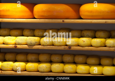 Fromage Gouda sur des étagères de séchage en magasin Banque D'Images