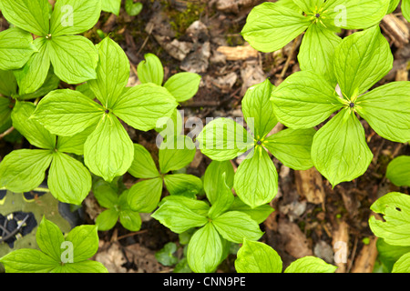 Paris quadrifolia, Herb (Paris), de la famille Melanthiaceae, poussant dans les forêts humides dans le sud du Pays de Galles. Banque D'Images