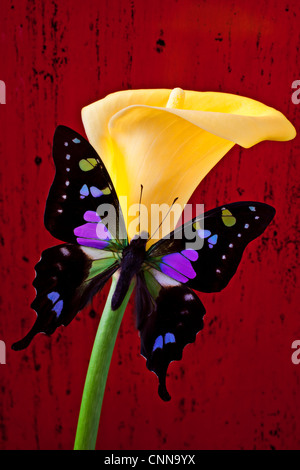 Calla Lily et papillon noir violet Banque D'Images