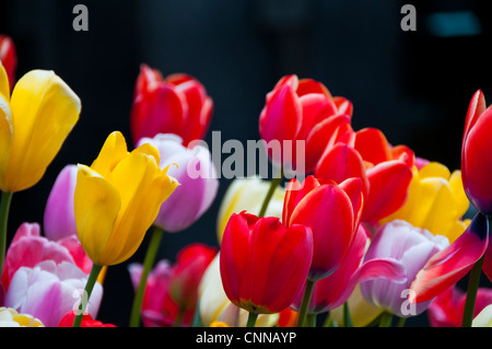 Arrangement de tulipes aux couleurs vives Banque D'Images