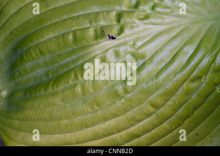 Hosta somme et la substance. En fin de saison avec des dommages d'Escargots Banque D'Images