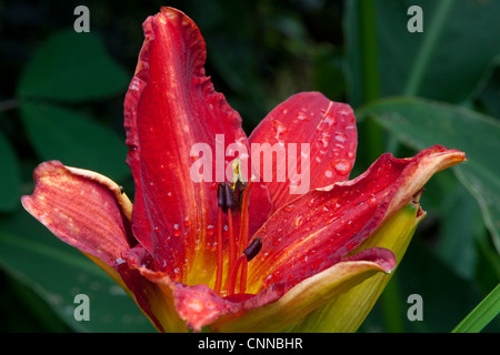 Hemerocallis 'daylight' Gravure Banque D'Images