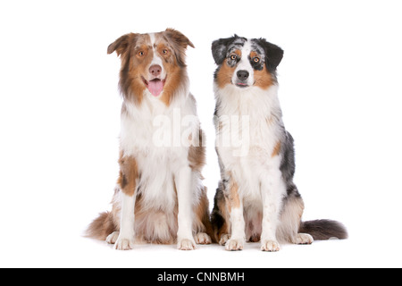 Deux chiens de berger australien devant un fond blanc Banque D'Images