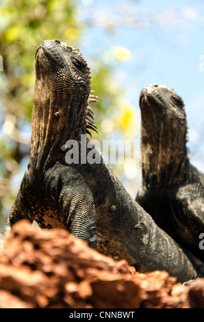 Iguane marin des îles Galapagos Équateur Banque D'Images