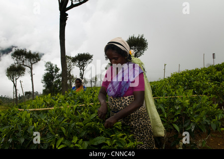 Ramasser les feuilles de thé dans une grande plantation de thé dans la région d'Haputale au Sri Lanka. Banque D'Images