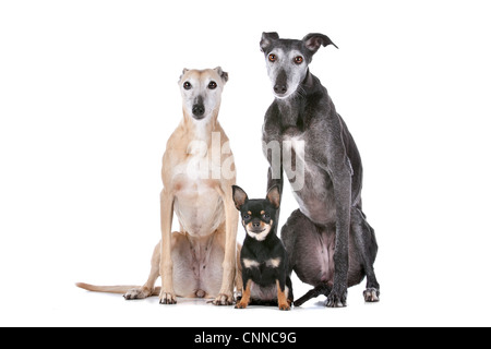 Deux lévriers et un chihuahua devant un fond blanc Banque D'Images
