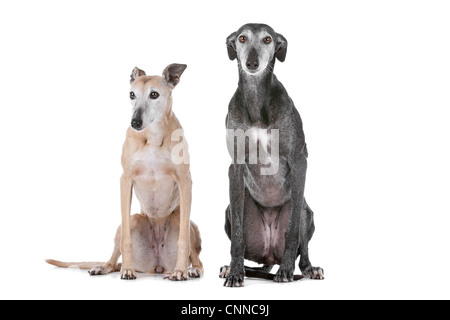 Deux chiens greyhound devant un fond blanc Banque D'Images