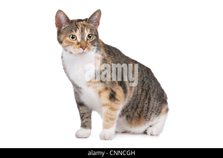 Cat devant un fond blanc Banque D'Images