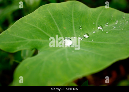 Arrowleaf elephant ear feuille avec des gouttelettes d'eau Banque D'Images