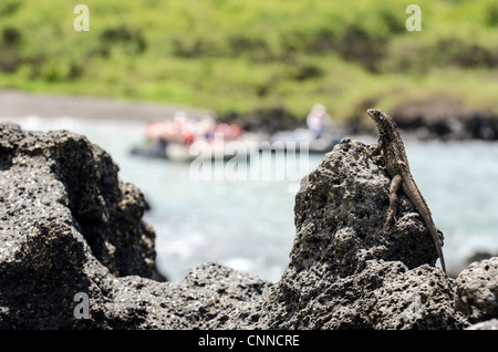 Lava lizard Galapagos Équateur Amérique du Sud Banque D'Images