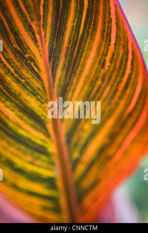 Durban Canna leaf close up Banque D'Images