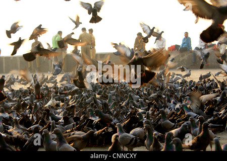 Les pigeons se sont réunis pour se nourrir à la porte de l'Inde, Mumbai Banque D'Images