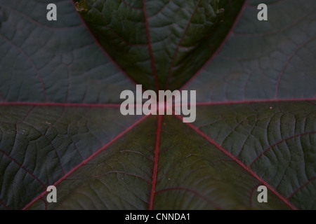 Ricinus communis Feuilles pourpre de Nouvelle-Zélande Banque D'Images