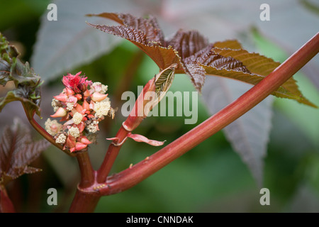 Ricinus communis Nouvelle-zélande fleur pourpre Banque D'Images