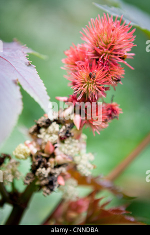 Ricinus communis nouvelle-zélande fleur pourpre Banque D'Images