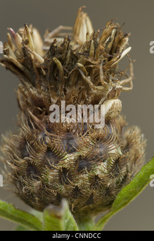 Araignée crabe (Xysticus cristatus) des profils, camouflée sur seedhead, South Yorkshire, Angleterre, septembre Banque D'Images