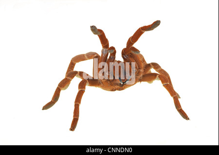 King Baboon Spider (Citharischius crawshayi) adulte, en attitude de défense Banque D'Images