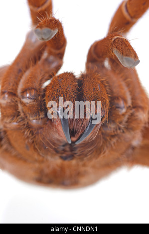 King Baboon Spider (Citharischius crawshayi) adulte, close-up de chélicères et crocs, en attitude de défense Banque D'Images