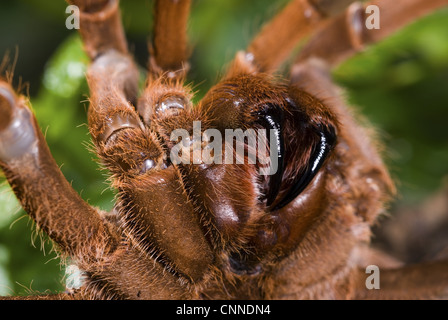 King Baboon Spider (Citharischius crawshayi) femelle adulte, close-up of fangs (captive) Banque D'Images