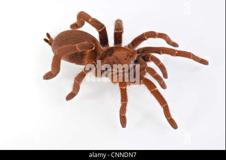 King Baboon Spider (Citharischius crawshayi) des profils Banque D'Images