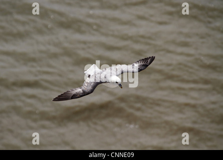 Le Fulmar boréal en vol Banque D'Images