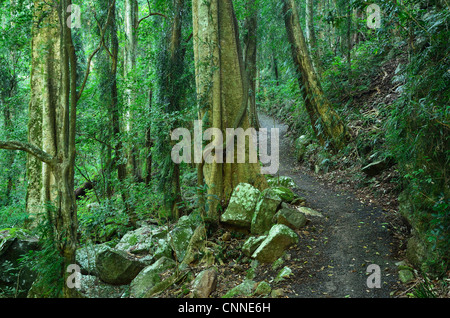 Chemin à travers la forêt tropicale, le Parc National de Dorrigo, New South Wales, Australie Banque D'Images