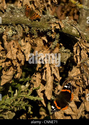 Vulcain (Vanessa atalanta) et virgule (Polygonia c-album) adultes, se prélassant sur les feuilles mortes et des branches, Dorset, Angleterre, octobre Banque D'Images