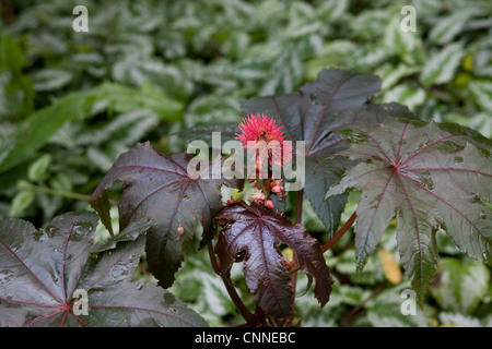 Ricinus communis nouvelle-zélande mauve avec têtes de graine Banque D'Images