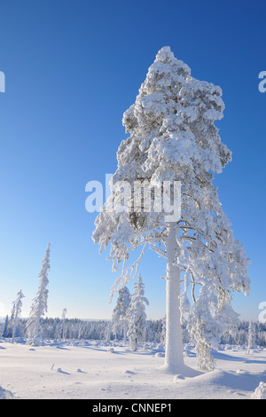 Kuusamo, Ostrobotnie du Nord, Province d'Oulu, Finlande Banque D'Images