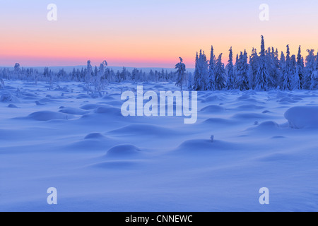 Les Épinettes couvertes de neige au crépuscule, Nissi, Ostrobotnie du Nord, en Finlande