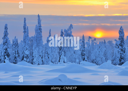 Arbres couverts de neige au coucher du soleil, Nissi, Ostrobotnie du Nord, en Finlande Banque D'Images