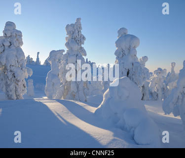 Arbres couverts de neige, Rukatunturi, Kuusamo, Ostrobotnie du Nord, en Finlande Banque D'Images