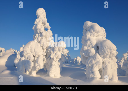 Arbres couverts de neige, Rukatunturi, Kuusamo, Ostrobotnie du Nord, en Finlande Banque D'Images