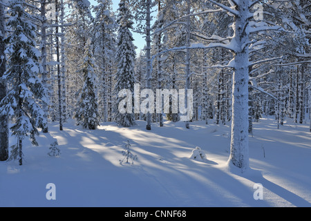 Arbres couverts de neige, Kuusamo, Ostrobotnie du Nord, en Finlande Banque D'Images