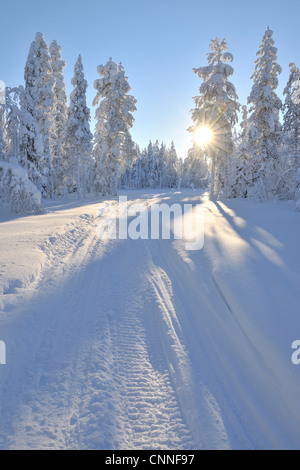 Sentier de motoneige, Kuusamo, Ostrobotnie du Nord, en Finlande Banque D'Images