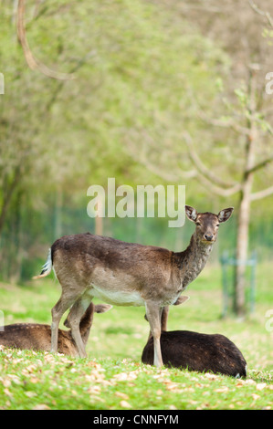 Le daim (lat. Dama dama) sur un pré vert au printemps Banque D'Images