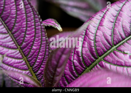 Strobilanthes dyerianus Persan (bouclier) Détail des plantes - Photographies botaniques Banque D'Images