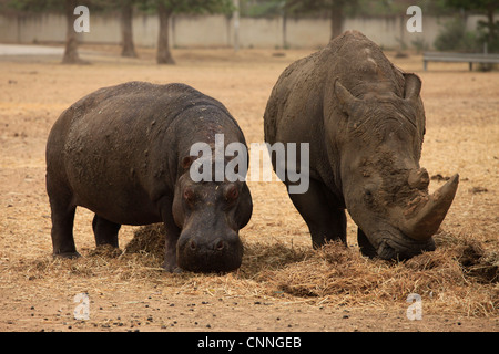 Deux au rhinocéros Safari de Ramat Gan, officiellement connu sous le nom de Centre zoologique de Tel Aviv Ramat Gan en Israël Banque D'Images