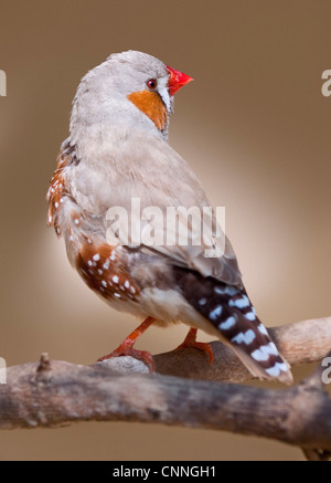 Diamant mandarin (Taeniopygia guttata) mâle Banque D'Images