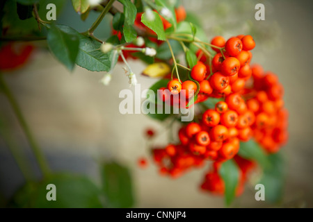 Pyracantha, Ontario, Canada Banque D'Images