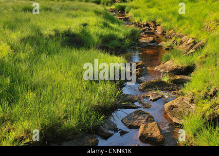 Flux, Oderteich, Sankt Andreasberg, Goslar, Harz, Basse-Saxe, Allemagne Banque D'Images