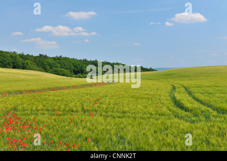 Coquelicots rouges dans champ de grain, Blankenburg, Harz, Saxe-Anhalt, Allemagne Banque D'Images