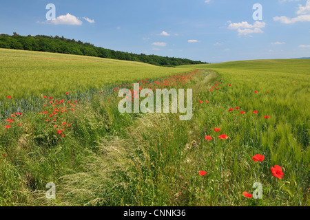 Coquelicots rouges dans champ de grain, Blankenburg, Harz, Saxe-Anhalt, Allemagne Banque D'Images