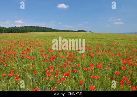 Coquelicots rouges dans champ de grain, Blankenburg, Harz, Saxe-Anhalt, Allemagne Banque D'Images