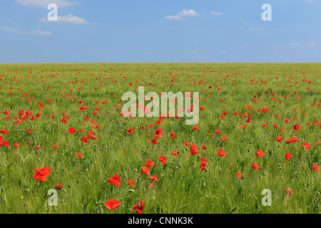 Coquelicots rouges dans champ de grain, Blankenburg, Harz, Saxe-Anhalt, Allemagne Banque D'Images