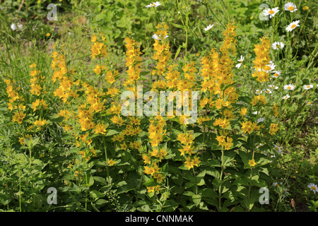 La Salicaire (Lysimachia punctata jaune) floraison, dans jardin, Luisenpark, Mannheim, Baden-Wurttemberg, Germany Banque D'Images