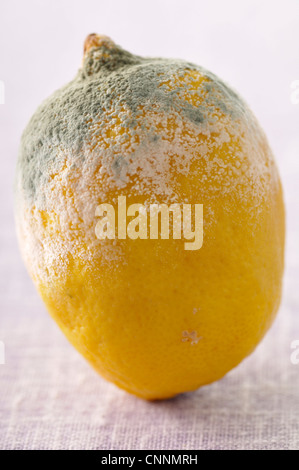 Close-up of citron moisi Banque D'Images