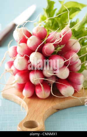 Close-up of Bunch of Radishes on Cutting Board Banque D'Images