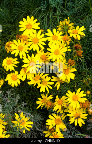 Coreopsis géant Leptosyne gigantea Los Angeles, California, United States 4 avril Asteraceae Banque D'Images